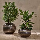 Endo Reclaimed Iron Globe Planter from Accessories for the Home
