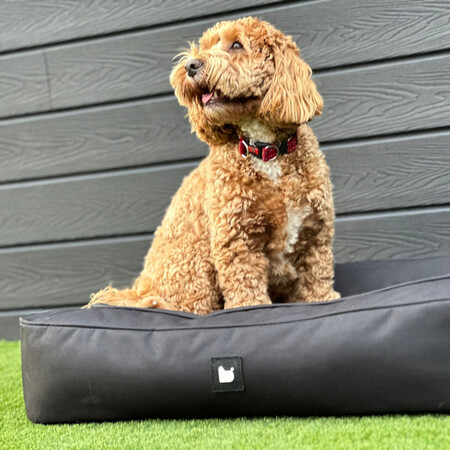 Extreme Lounging Mighty B-Dog Bed from Accessories for the Home
